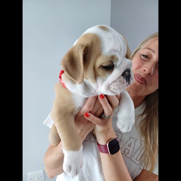 English Bulldog - Both