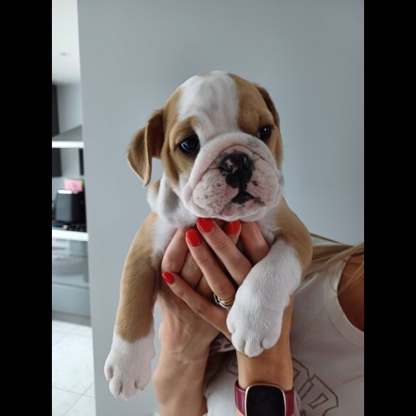 English Bulldog - Both