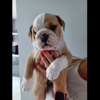 English Bulldog - Both