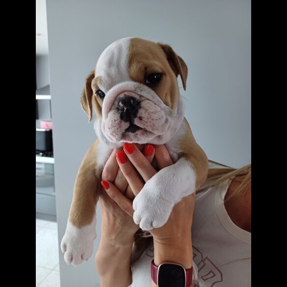 English Bulldog - Both