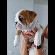 English Bulldog - Both