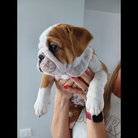 English Bulldog - Both