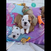 English Bulldog - Both