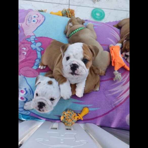 English Bulldog - Both