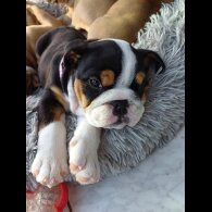 English Bulldog - Both