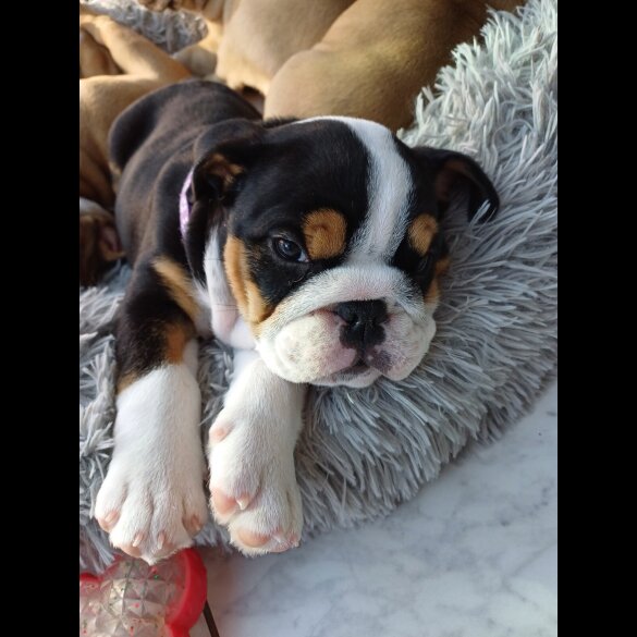 English Bulldog - Both