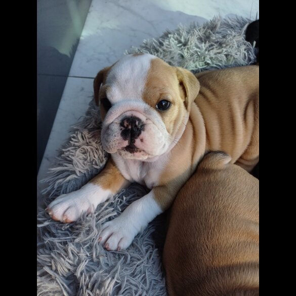 English Bulldog - Both