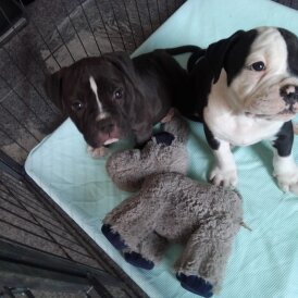 English Bulldog - Both
