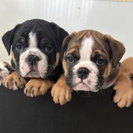 English Bulldog - Both