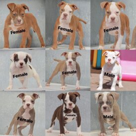English Bulldog - Both