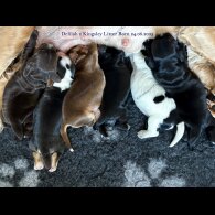 Cocker Spaniel (Working &amp; Show) - Both
