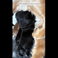 Cocker Spaniel (Working &amp; Show) - Both