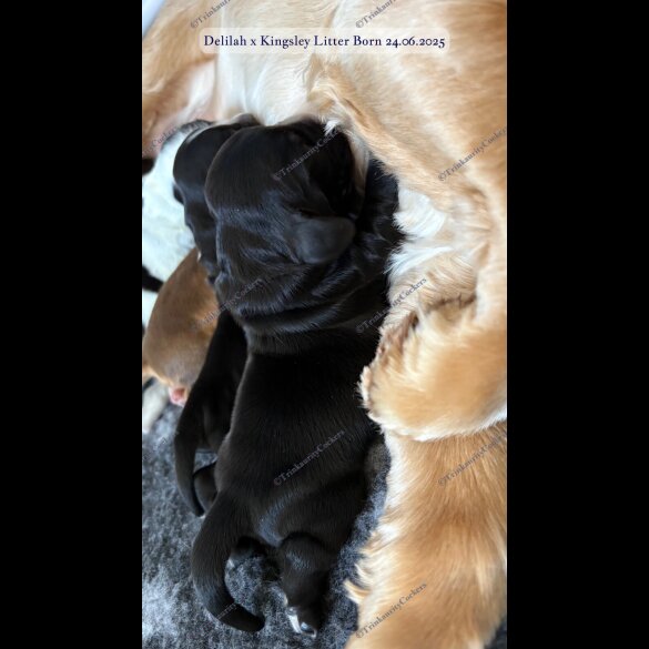 Cocker Spaniel (Working &amp; Show) - Both