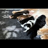 Cocker Spaniel (Working &amp; Show) - Both