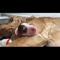 Cocker Spaniel (Working &amp; Show) - Both