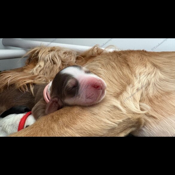 Cocker Spaniel (Working &amp; Show) - Both
