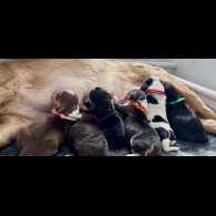 Cocker Spaniel (Working &amp; Show) - Both