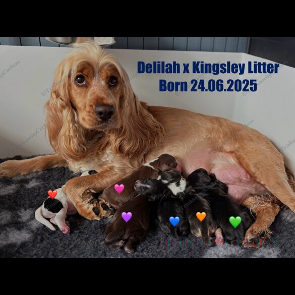 Cocker Spaniel (Working &amp; Show) - Both