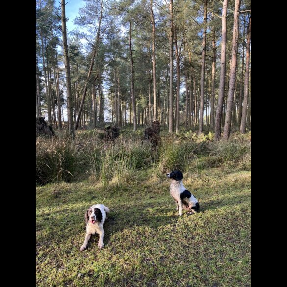 English Springer Spaniel - Both