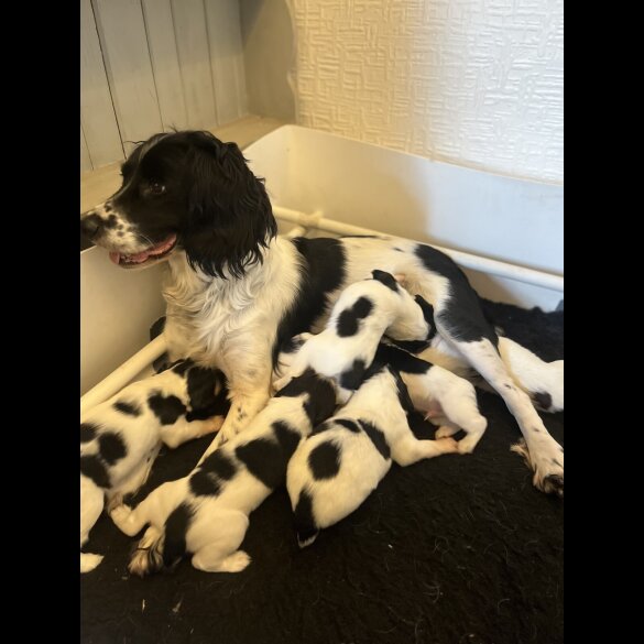 English Springer Spaniel - Both