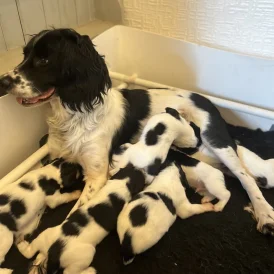 English Springer Spaniel - Both