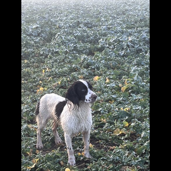 English Springer Spaniel - Both
