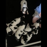 English Springer Spaniel - Both