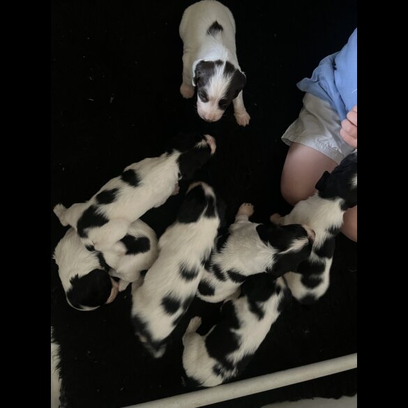 English Springer Spaniel - Both