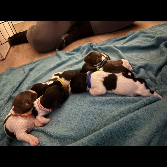 English Springer Spaniel - Both