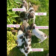 English Springer Spaniel - Bitches