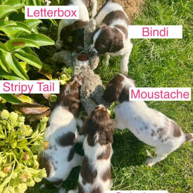 English Springer Spaniel - Bitches