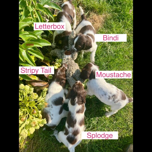 English Springer Spaniel - Bitches
