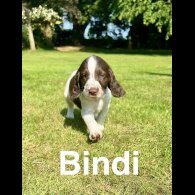 English Springer Spaniel - Bitches