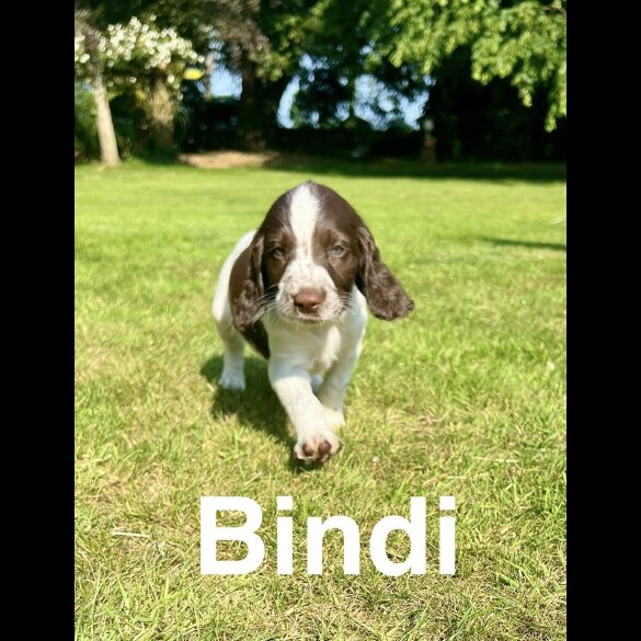 English Springer Spaniel - Bitches