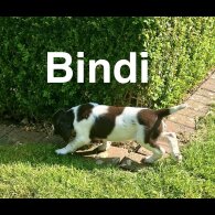 English Springer Spaniel - Bitches