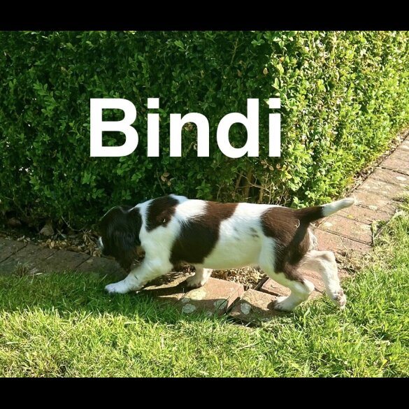 English Springer Spaniel - Bitches