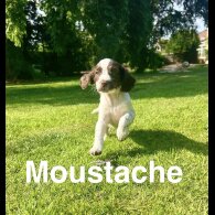 English Springer Spaniel - Bitches