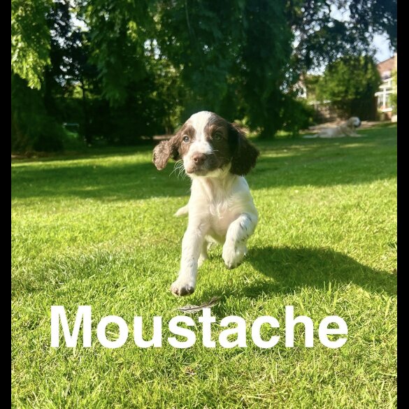English Springer Spaniel - Bitches