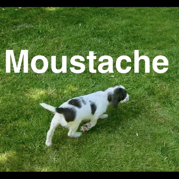 English Springer Spaniel - Bitches