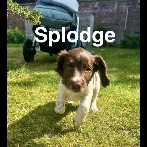English Springer Spaniel - Bitches