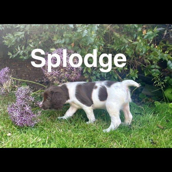 English Springer Spaniel - Bitches