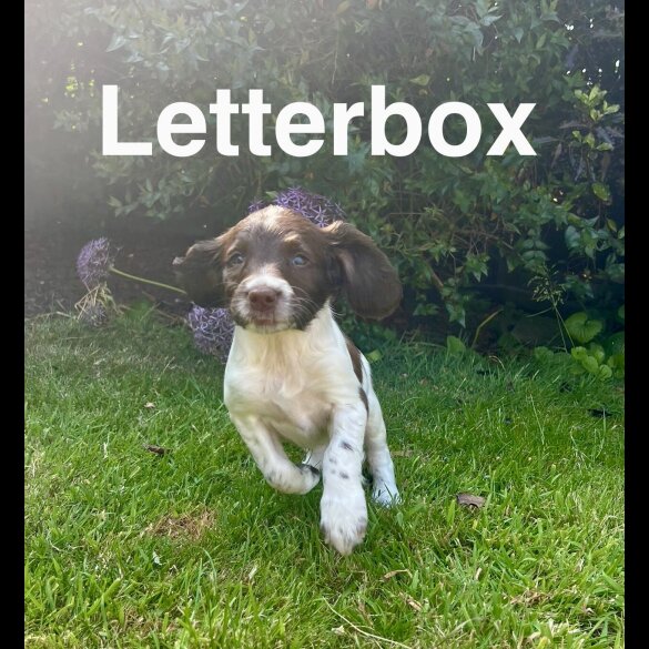English Springer Spaniel - Bitches