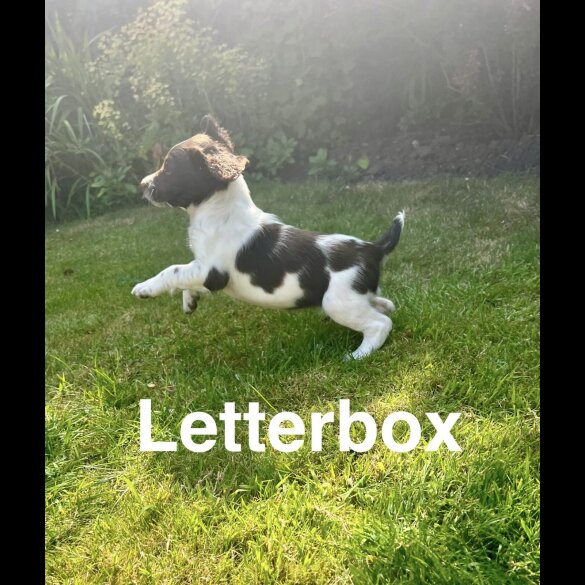 English Springer Spaniel - Bitches