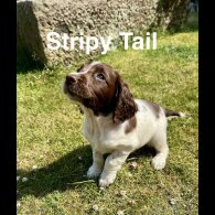 English Springer Spaniel - Bitches