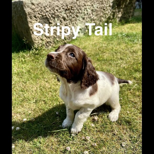 English Springer Spaniel - Bitches