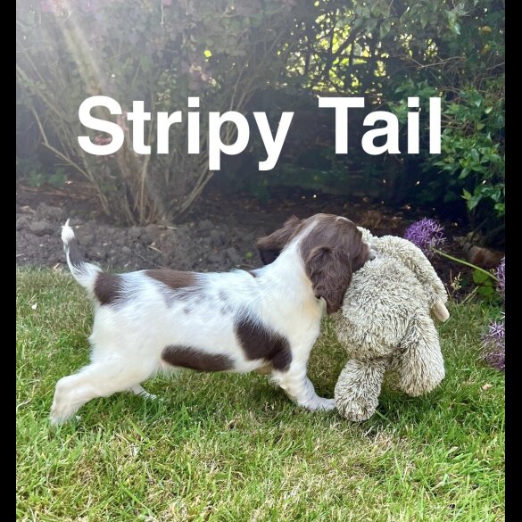 English Springer Spaniel - Bitches