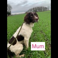 English Springer Spaniel - Bitches