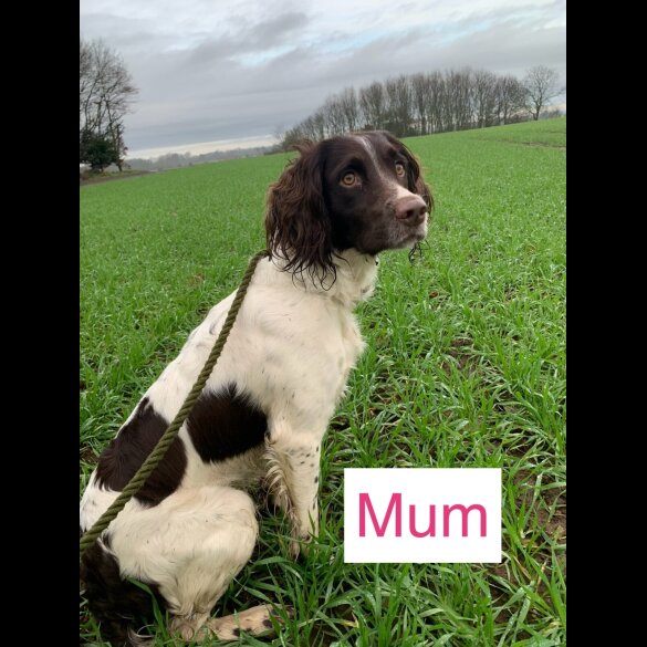English Springer Spaniel - Bitches