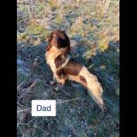 English Springer Spaniel - Bitches