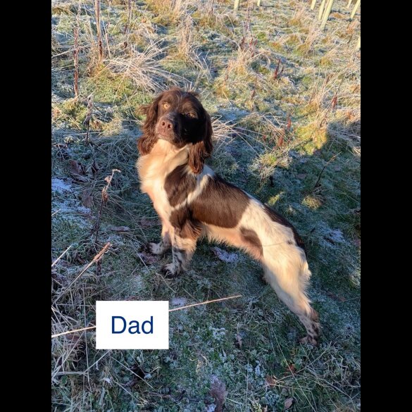 English Springer Spaniel - Bitches